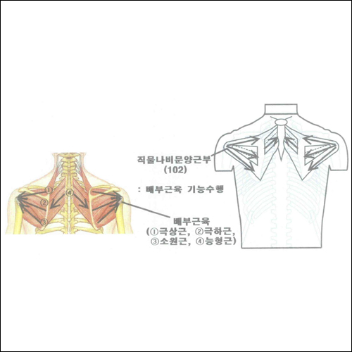특허 제10-1369684호(상체의 근골격계 상해 예방 및 근파워를 증가시켜주는 기능성의류, 지정우)